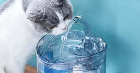 Seu Gato Precisa ser Estimulado a Beber Água!