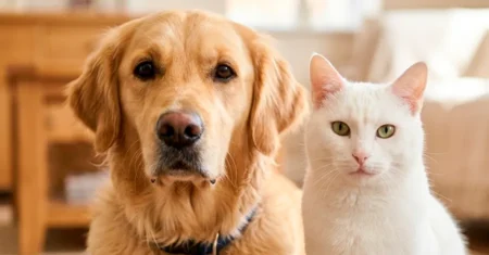 Briquedo Top 1 para seu Pet, Cachorro ou Gato